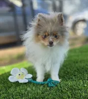 Picasso, a male Pomeranian for sale in Enid, OK – Photo 2 of 9