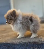 processed/3aa21ac8-882d-4049-817b-0c1b6a5b8b90/listing/ab223e9d-df32-49af-869c-4acad91eea8c/66c930a0-ef18-4c55-835c-89aac6fbf9ba