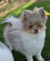 Picasso, a male Pomeranian for sale in Enid, OK – Photo 5 of 9