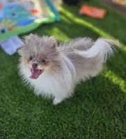 Picasso, a male Pomeranian for sale in Enid, OK – Photo 7 of 9
