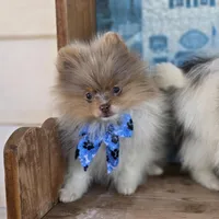Picasso, a male Pomeranian for sale in Enid, OK – Photo 9 of 9