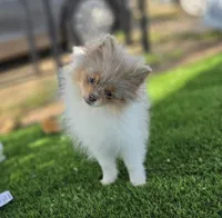 Picasso, a male Pomeranian for sale in Enid, OK – Photo 3 of 9