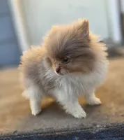 processed/3aa21ac8-882d-4049-817b-0c1b6a5b8b90/listing/ab223e9d-df32-49af-869c-4acad91eea8c/bf6c87da-985f-4954-b19e-1715a69c7dac