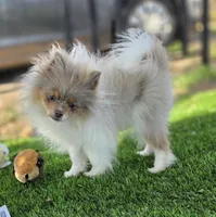 Picasso, a male Pomeranian for sale in Enid, OK – Photo 1 of 9