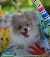 Picasso, a male Pomeranian for sale in Enid, OK – Photo 8 of 9