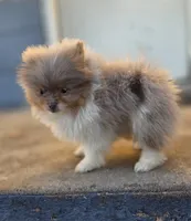 processed/3aa21ac8-882d-4049-817b-0c1b6a5b8b90/listing/ab223e9d-df32-49af-869c-4acad91eea8c/e36915d1-e762-4919-9ed3-cfc43e4cd5f6