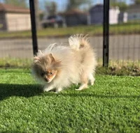 Picasso, a male Pomeranian for sale in Enid, OK – Photo 4 of 9