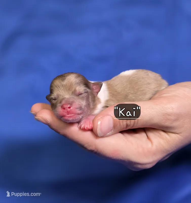 Kai – Pomeranian puppy for sale in Enid, OK