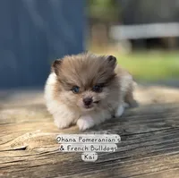 Kai, a male Pomeranian for sale in Enid, OK – 4 of 8