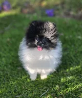 Kona, a male Pomeranian for sale in Enid, OK – 3 of 8