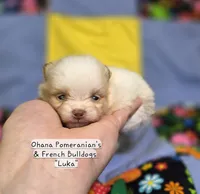 Luka, a male Pomeranian for sale in Enid, OK – 2 of 4