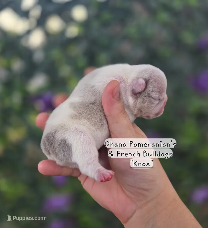 Knox – French Bulldog puppy for sale in Enid, OK