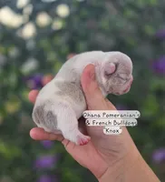 Knox, a male French Bulldog for sale in Enid, OK – 1 of 3