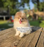 Bentley , a male Pomeranian for sale in Enid, OK – 4 of 7