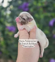 Remington , a male Pomeranian for sale in Enid, OK – 4 of 4