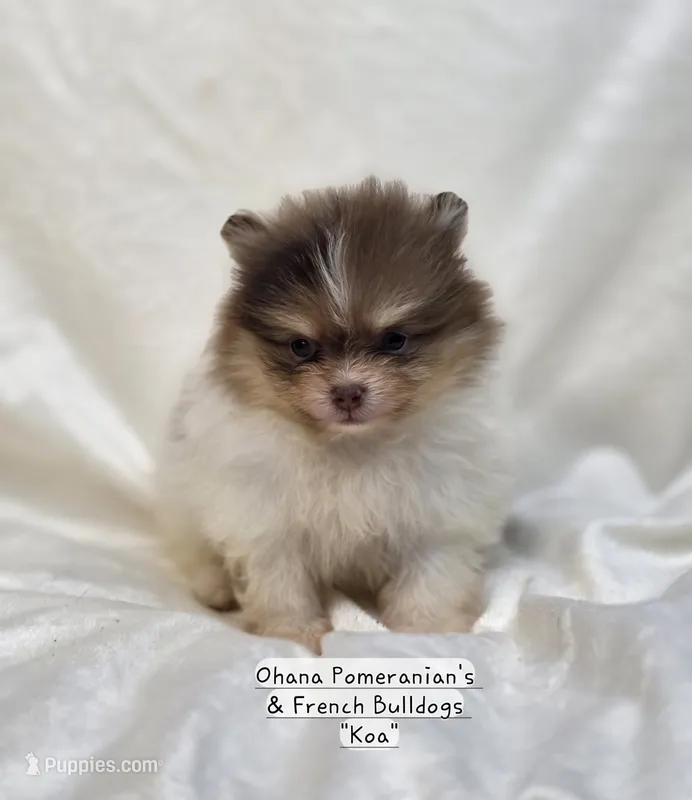 Koa – Pomeranian puppy for sale in Enid, OK