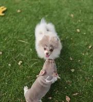 Leilani, a female Pomeranian for sale in Enid, OK – 5 of 8