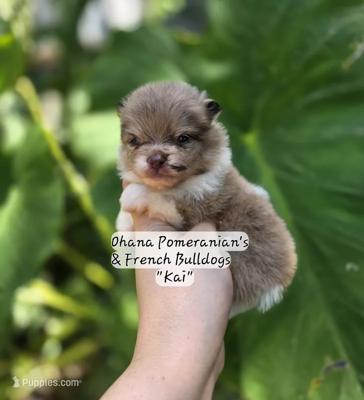 Kai – Pomeranian puppy for sale in Enid, OK