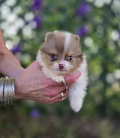Bentley , a male Pomeranian for sale in Enid, OK – 4 of 7