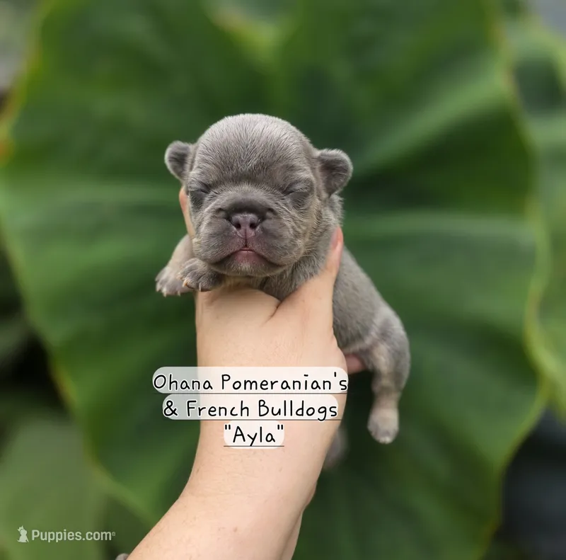 Ayla – French Bulldog puppy for sale in Enid, OK
