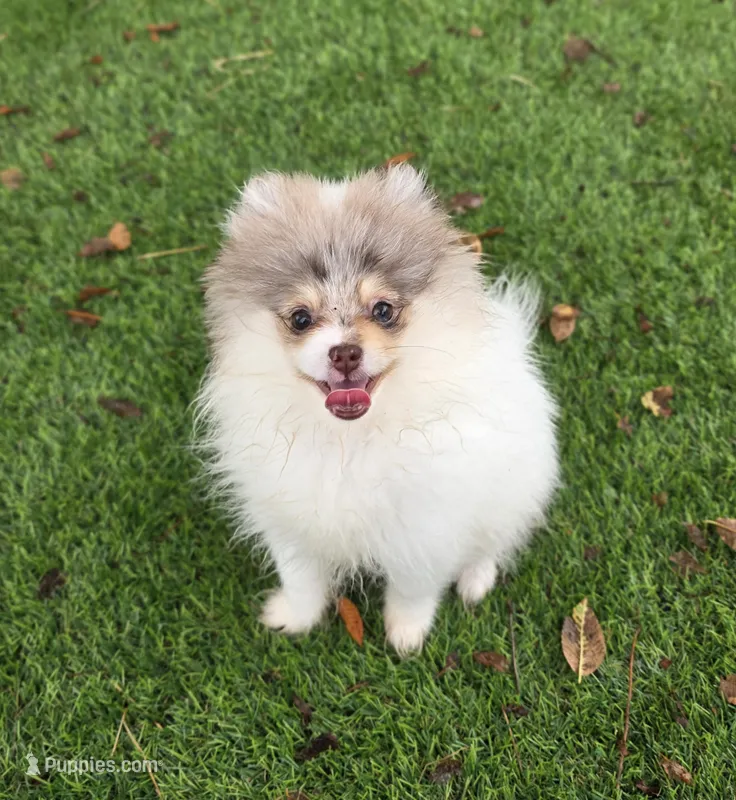 Leilani – Pomeranian puppy for sale in Enid, OK