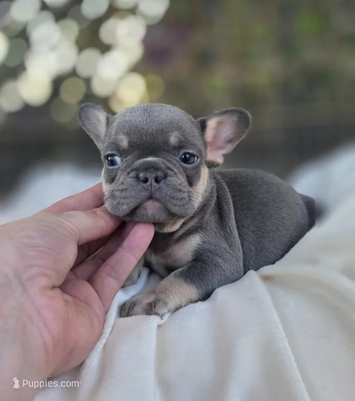 Ayla – French Bulldog puppy for sale in Enid, OK