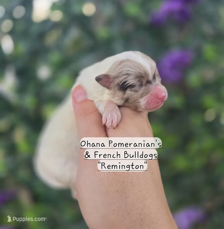 Remington  – Pomeranian puppy for sale in Enid, OK