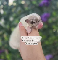 Remington , a male Pomeranian for sale in Enid, OK – 1 of 4