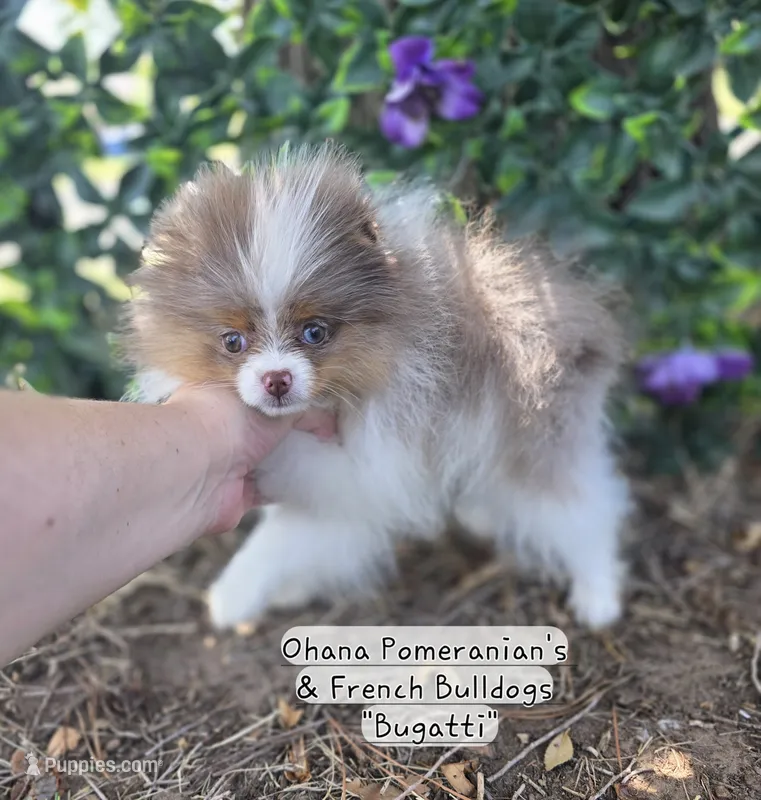 Bugatti  – Pomeranian puppy for sale in Enid, OK