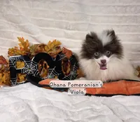 processed/3aa21ac8-882d-4049-817b-0c1b6a5b8b90/listing/c2911e89-0492-4d16-8010-70a546b7fd62/c5a5e76a-fca9-4bba-86b5-90ca4c05ee74