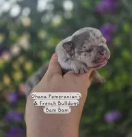 Bam Bam , a male French Bulldog for sale in Enid, OK – 2 of 3