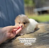 Leilani, a female Pomeranian for sale in Enid, OK – 1 of 9