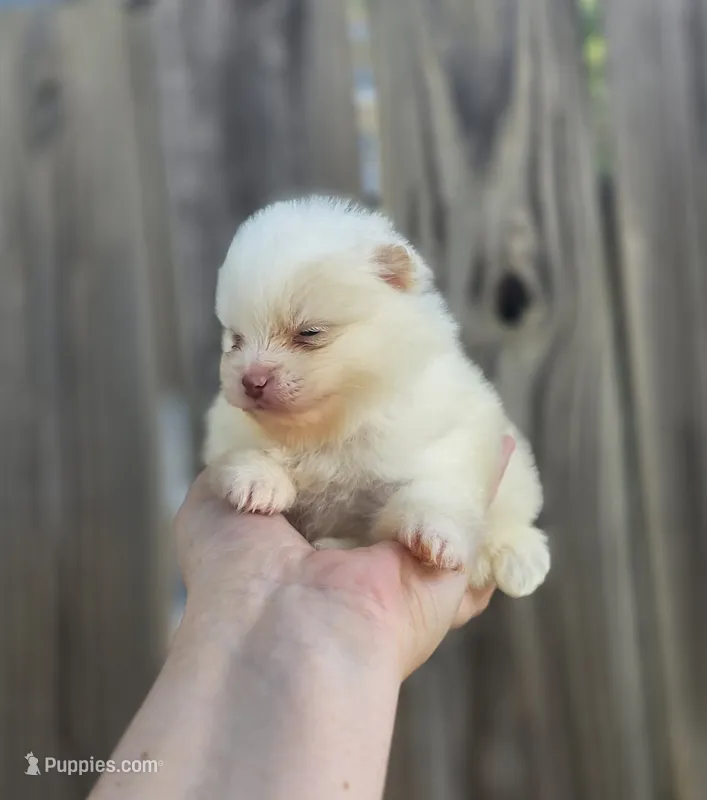 Harper – Pomeranian puppy for sale in Enid, OK