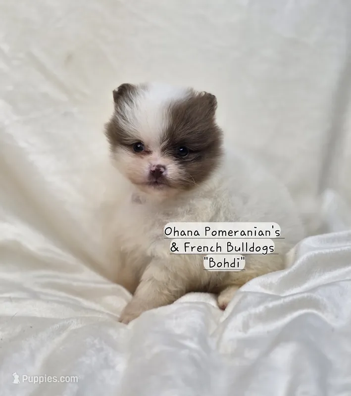 Bohdi  – Pomeranian puppy for sale in Enid, OK