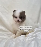 Bohdi , a male Pomeranian for sale in Enid, OK – 7 of 7