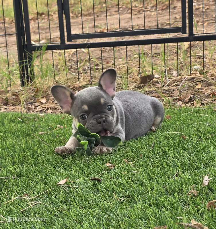 Ayla – French Bulldog puppy for sale in Enid, OK