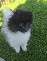 Kona, a male Pomeranian for sale in Enid, OK – 4 of 8