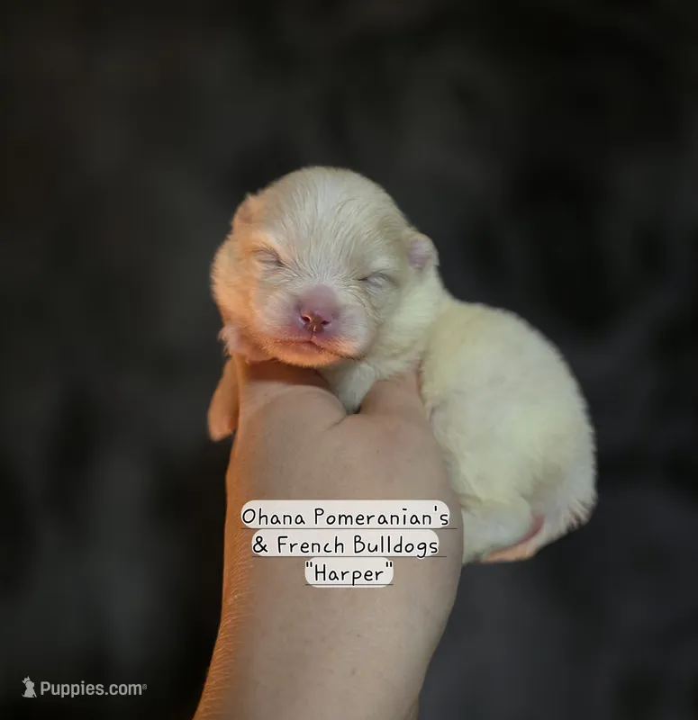 Harper – Pomeranian puppy for sale in Enid, OK
