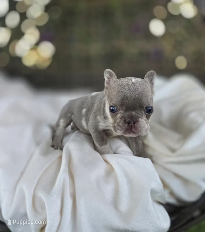 Nova – French Bulldog puppy for sale in Enid, OK