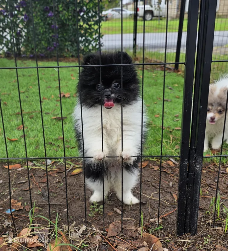 Kona – Pomeranian puppy for sale in Enid, OK
