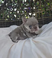 Nova, a female French Bulldog for sale in Enid, OK – 7 of 8