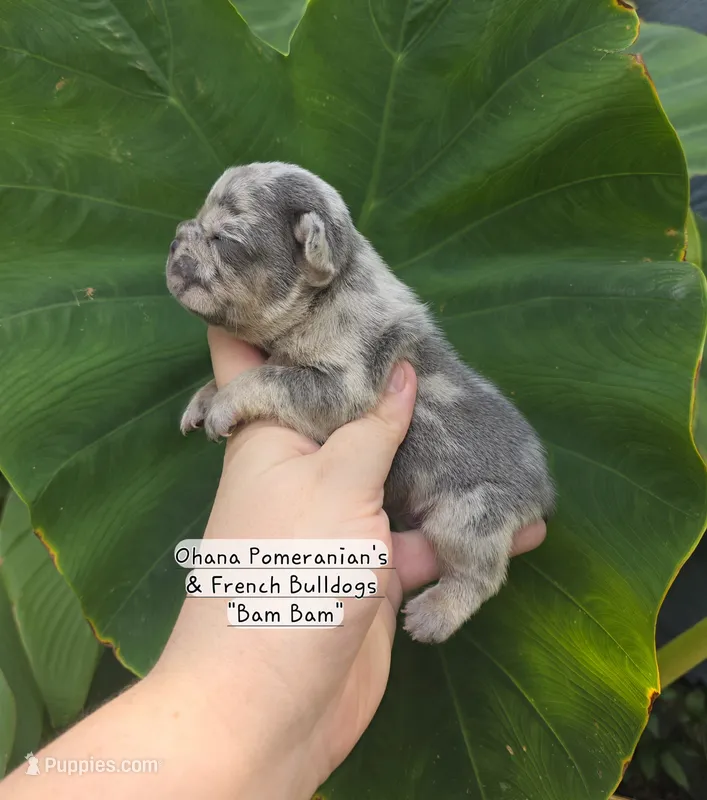 Bam Bam  – French Bulldog puppy for sale in Enid, OK