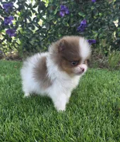 Bugatti , a male Pomeranian for sale in Enid, OK – 5 of 8