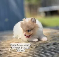 Leilani, a female Pomeranian for sale in Enid, OK – 4 of 9