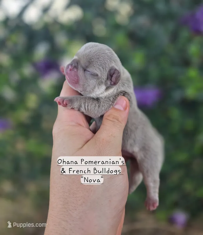 Nova – French Bulldog puppy for sale in Enid, OK