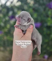 Nova, a female French Bulldog for sale in Enid, OK – 1 of 6