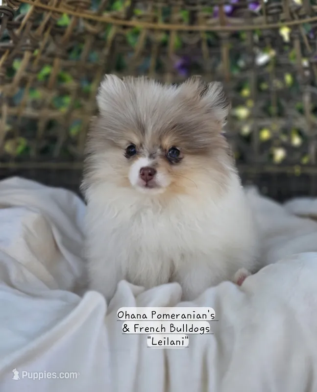 Leilani – Pomeranian puppy for sale in Enid, OK