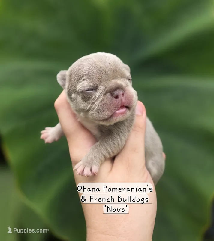 Nova – French Bulldog puppy for sale in Enid, OK