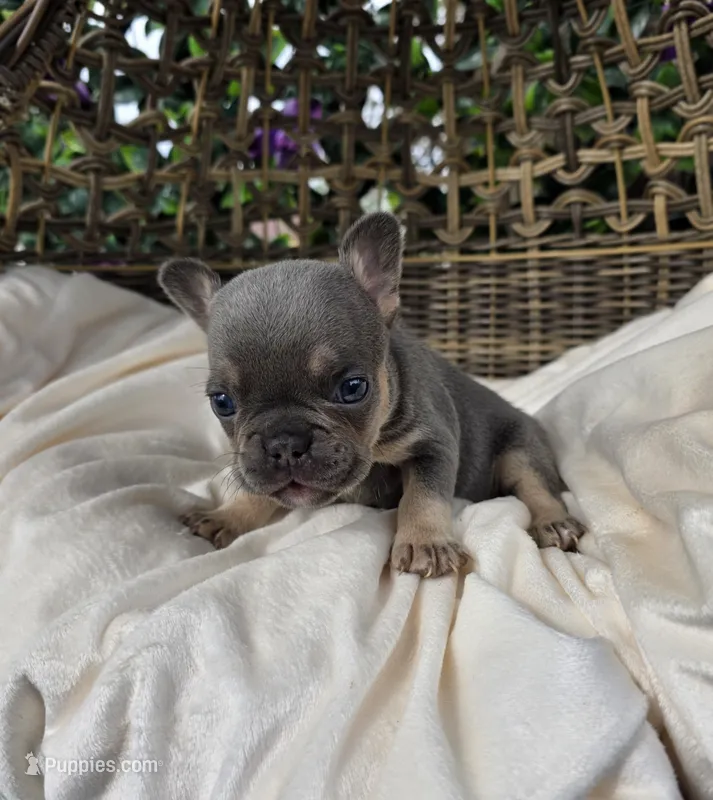 Ayla – French Bulldog puppy for sale in Enid, OK