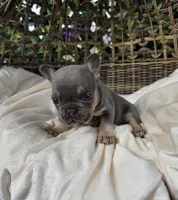 Ayla, a female French Bulldog for sale in Enid, OK – 10 of 10